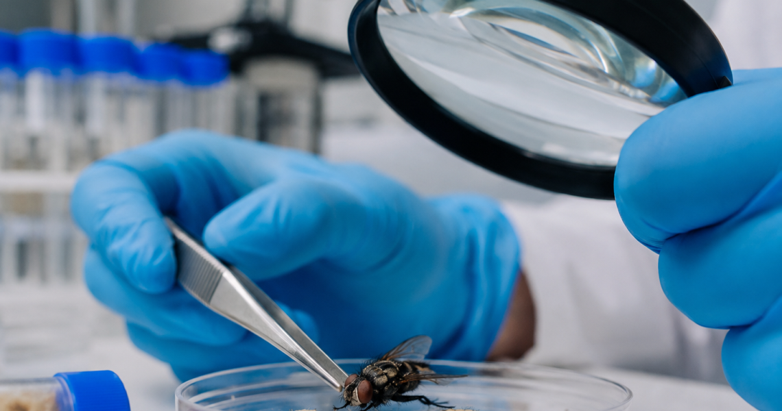 Análise de amostras entomológicas em laboratório forense